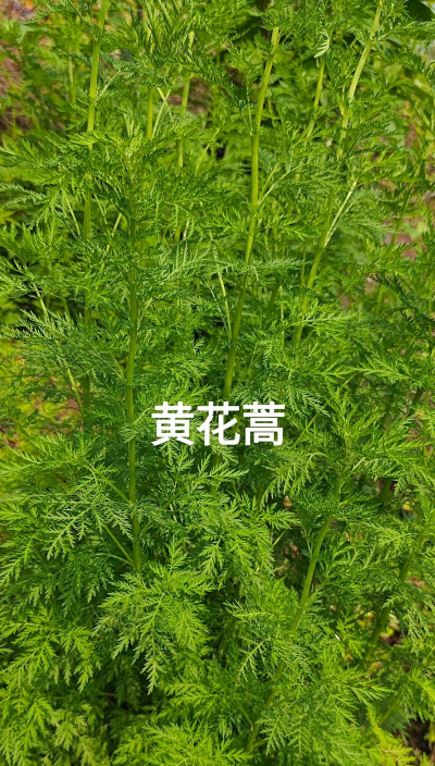 青蒿素是什么植物提取的