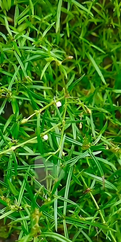 白花蛇舌草形态特征