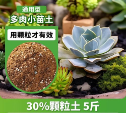 小众送妈妈的花有哪些花