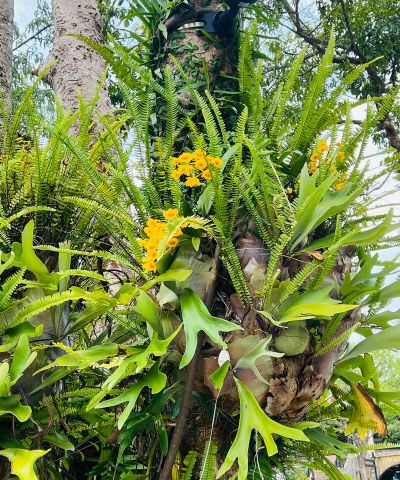 小众送妈妈的花有哪些花