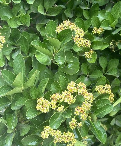 小众送妈妈的花有哪些花