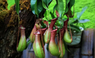 小众送妈妈的花有哪些花