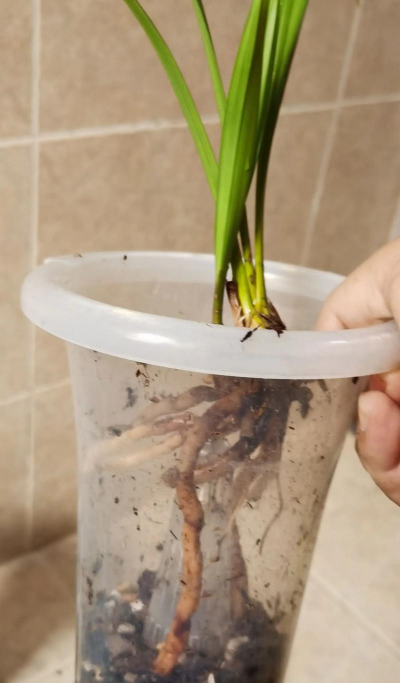 小众送妈妈的花有哪些花