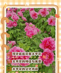 小众送妈妈的花有哪些花