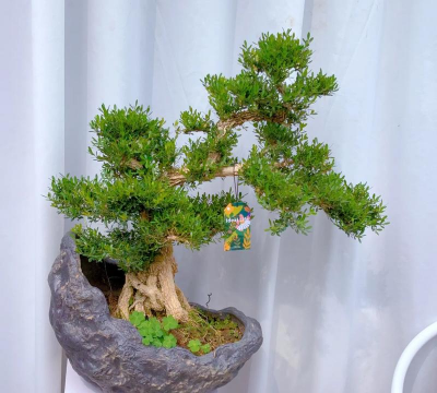 小众送妈妈的花有哪些花