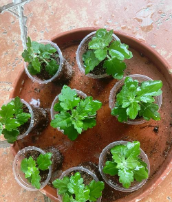 小众送妈妈的花有哪些花