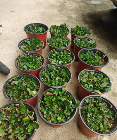 小众送妈妈的花有哪些花