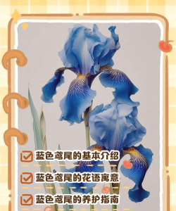 小众送妈妈的花有哪些花