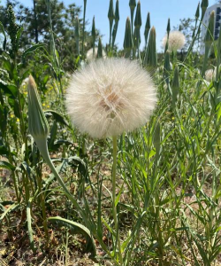 小众送妈妈的花有哪些花