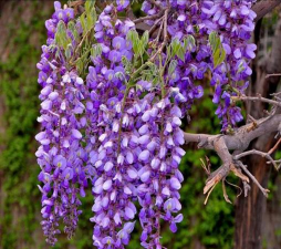 小众送妈妈的花有哪些花