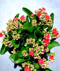 小众送妈妈的花有哪些花