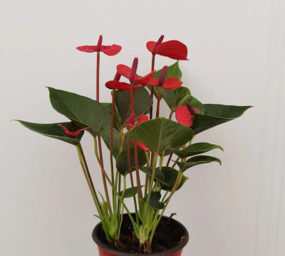 小众送妈妈的花有哪些花