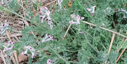 小众送妈妈的花有哪些花