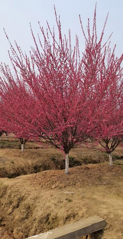 梅花树属于什么品种