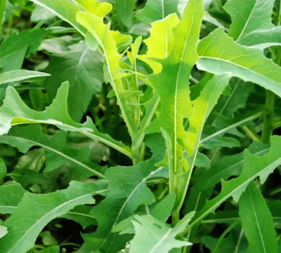 苦菜属于什么植物