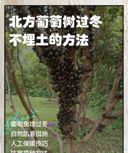 北方葡萄树如何过冬 北方葡萄树如何过冬