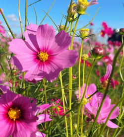 小众送妈妈的花有哪些花