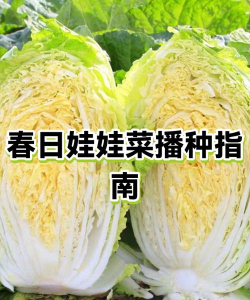 娃娃菜耐寒多少度