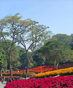 南宁四环公园有哪些花