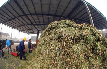 小众送妈妈的花有哪些花