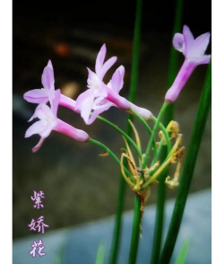 小众送妈妈的花有哪些花