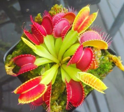 小众送妈妈的花有哪些花