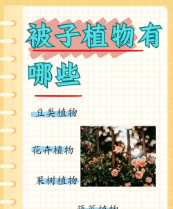 不属于被子植物的有哪些