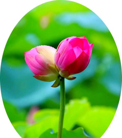 小众送妈妈的花有哪些花