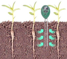 园艺作物中直根系作物包括哪些 园艺作物中直根系作物包括哪些