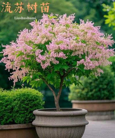 小众送妈妈的花有哪些花