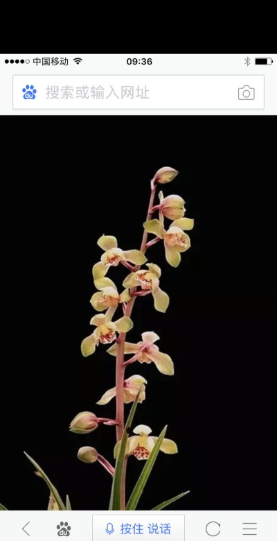 小众送妈妈的花有哪些花