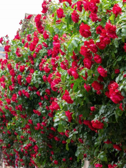 小众送妈妈的花有哪些花