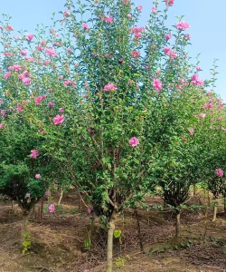 小众送妈妈的花有哪些花