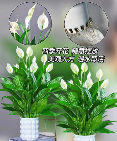 小众送妈妈的花有哪些花