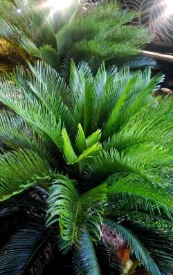 小众送妈妈的花有哪些花