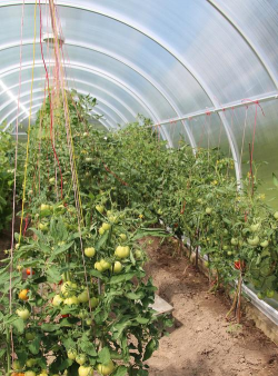 种植西红柿树前景怎么样