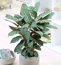 小众送妈妈的花有哪些花