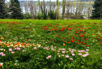小众送妈妈的花有哪些花