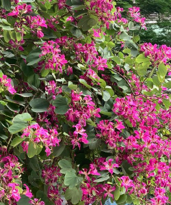 小众送妈妈的花有哪些花