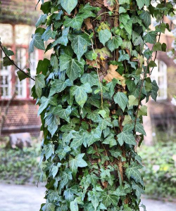 秋季种植什么爬藤