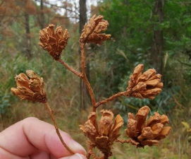 小众送妈妈的花有哪些花