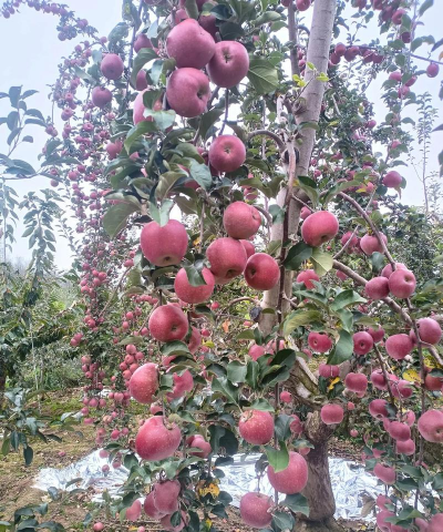 晚熟红富士怎么样种植