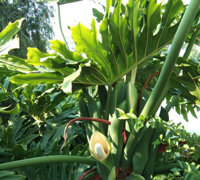 小众送妈妈的花有哪些花