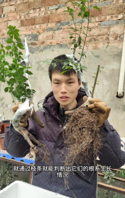 小众送妈妈的花有哪些花