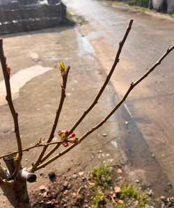 小众送妈妈的花有哪些花
