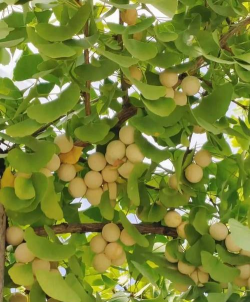 小众送妈妈的花有哪些花