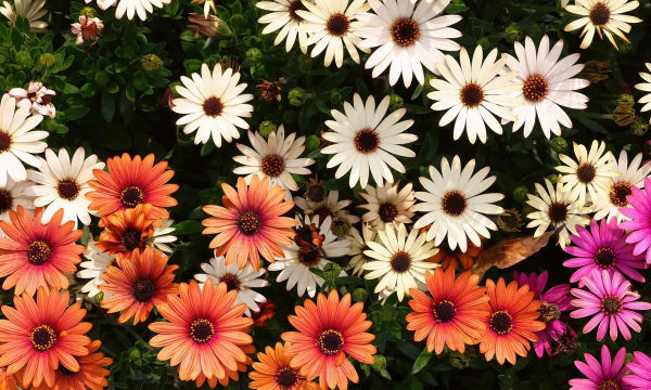 小众送妈妈的花有哪些花