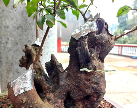 小众送妈妈的花有哪些花