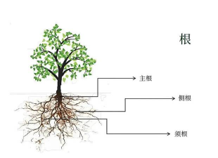 小众送妈妈的花有哪些花