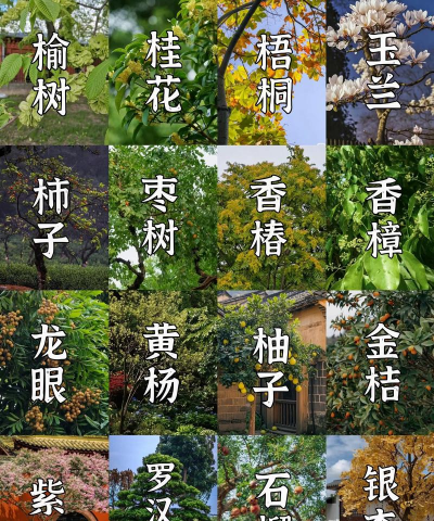 小众送妈妈的花有哪些花